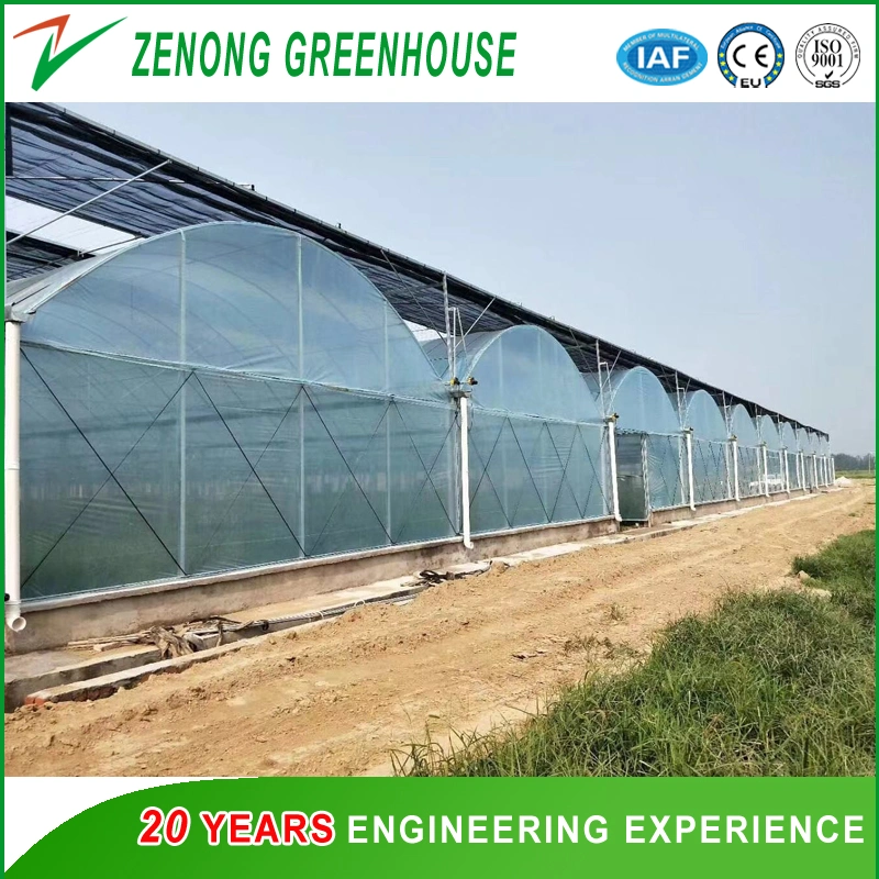 Landwirtschaft Film Gewächshaus Polycarbonat / Glas Wandfolie Dach Green House Double Schicht-luftgefüllte Foliengewächshäuser für den Mittleren Asien-Distrikt/Uz/KZ/Tkm usw.