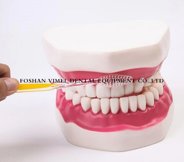 Dental Teeth Models 6X Used for Teaching Study and Hospital Dentist Material