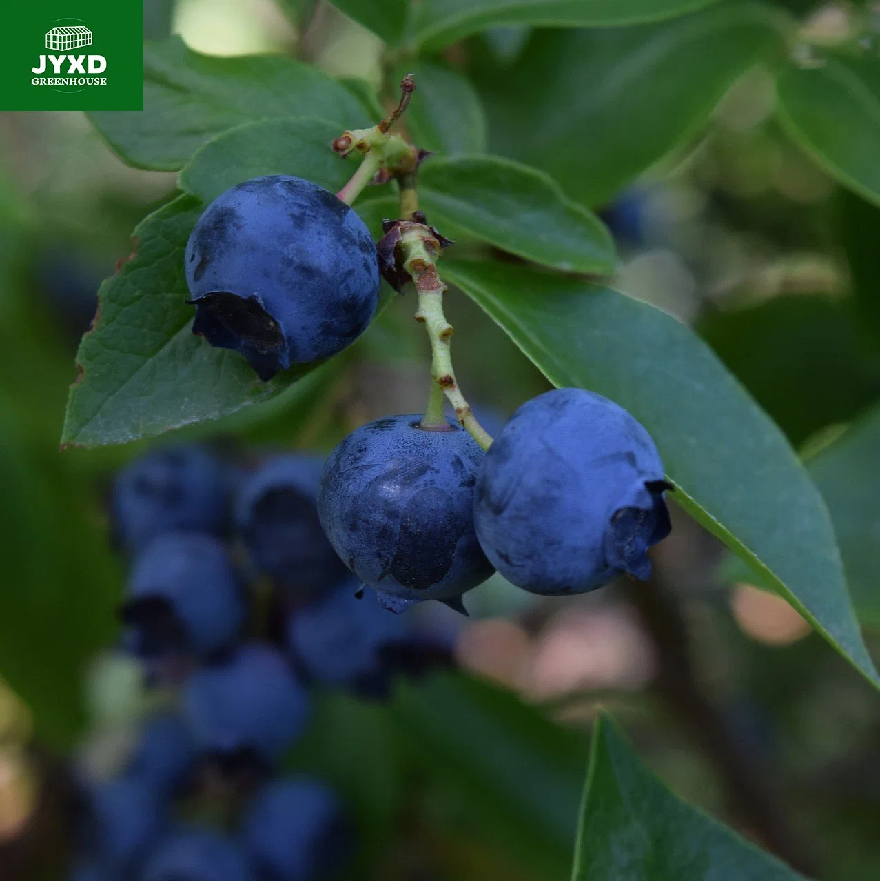 Green Houses Agriculture Commercial Blueberry Greenhouse