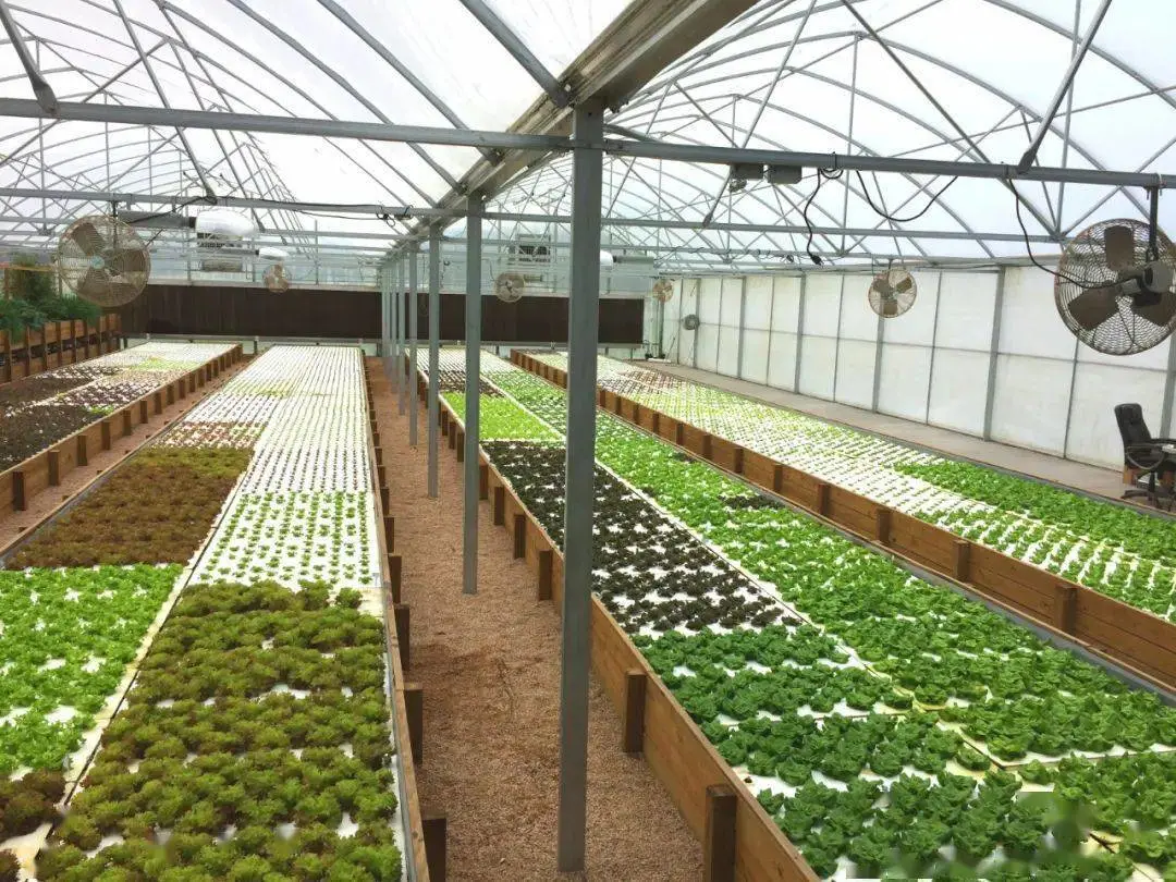 Balsa flotante hidroponica premium para cultivo de verduras