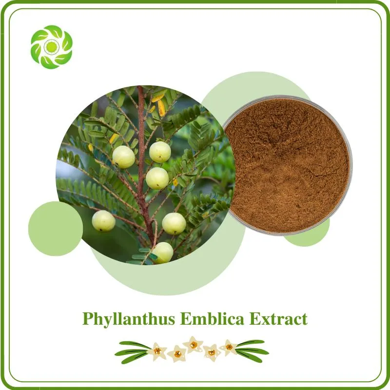 Improve Immune Health Natual Phyllanthus Emblica Amblica Officinalis Extract Amla Extract Phyllanthus Emblica L. Emblic Extract 3% Gallic Acid 5% Vitamin C 4: 1