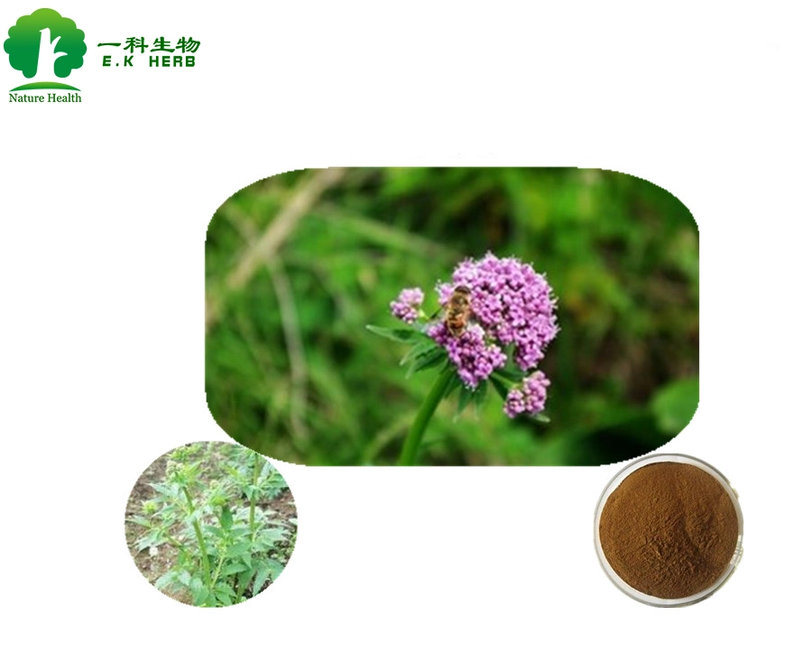 E. K Herb Valeric Acid 0.3%-0.8% Green Tea Extract Valerian Root Extract