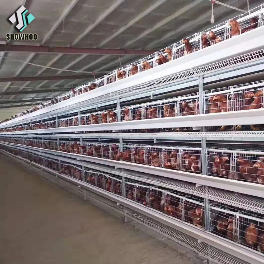 دجاج مزرعة دواجن ذات طبقة البيض التجارية الحديثة منخفضة التكلفة تصميم مبنى المرجل للبيع