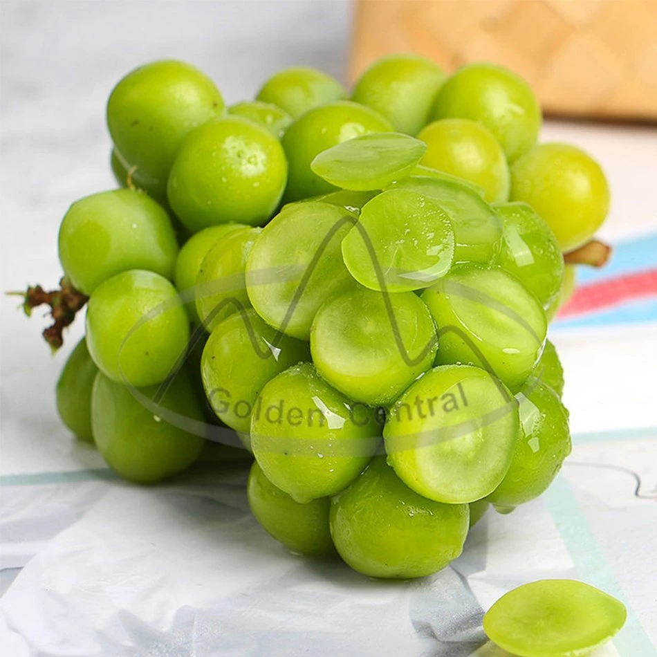 Orgánico delicioso fresco Juicy brillo dulce Mascate verde uva en Precio bajo