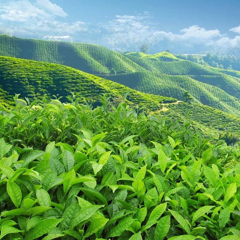 El polvo de té verde matcha China el té de la Slim