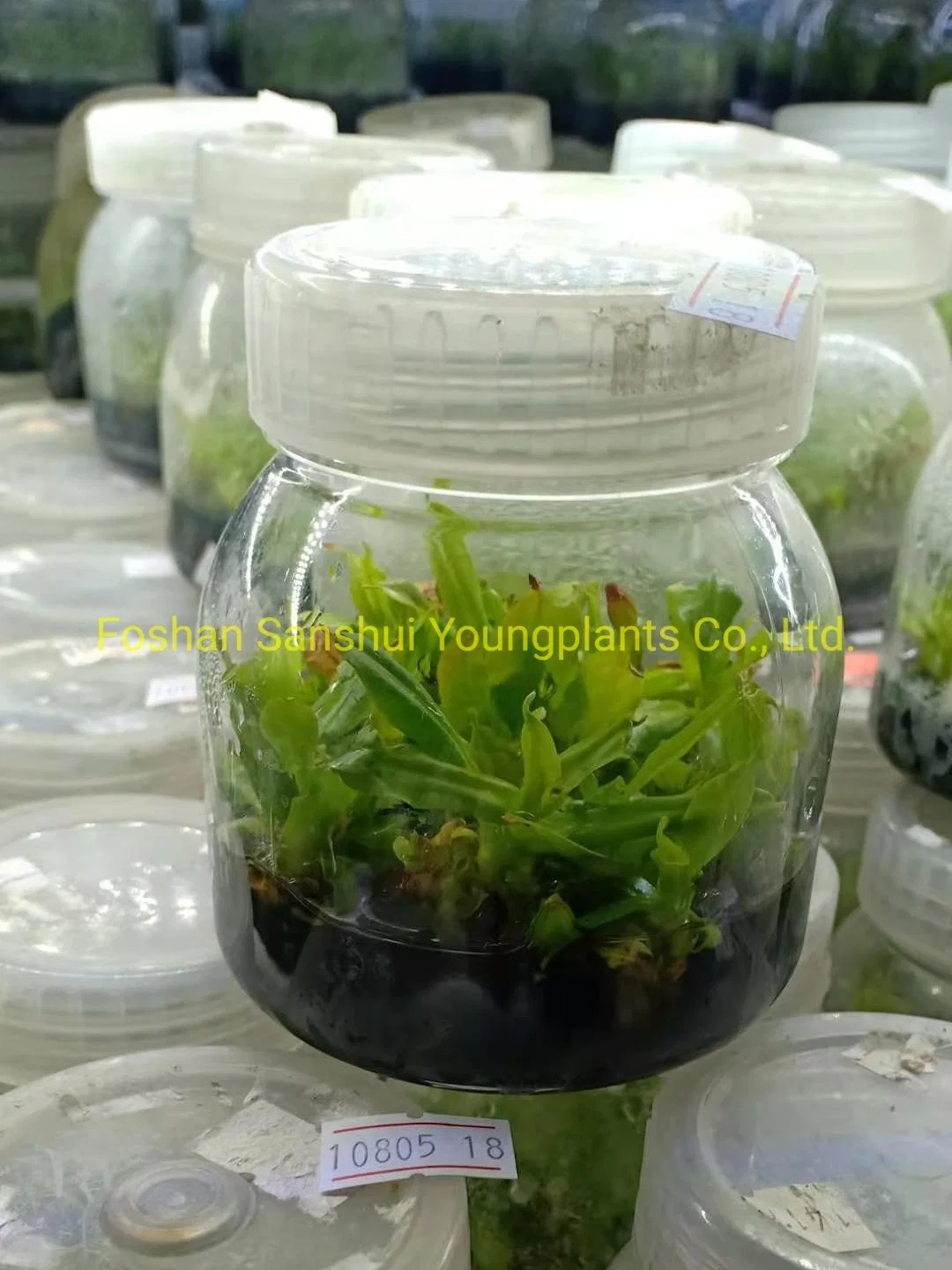 Nepenthes Alata Insects Trapper Tissue Culture Plant