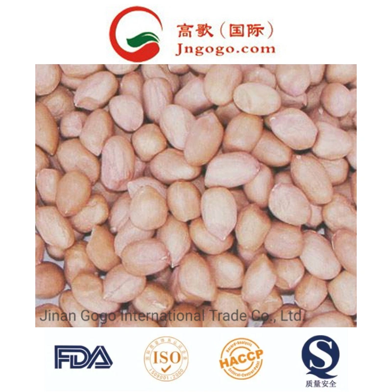 New Crop Red Skin Peanut Kernel Peanut in Shell