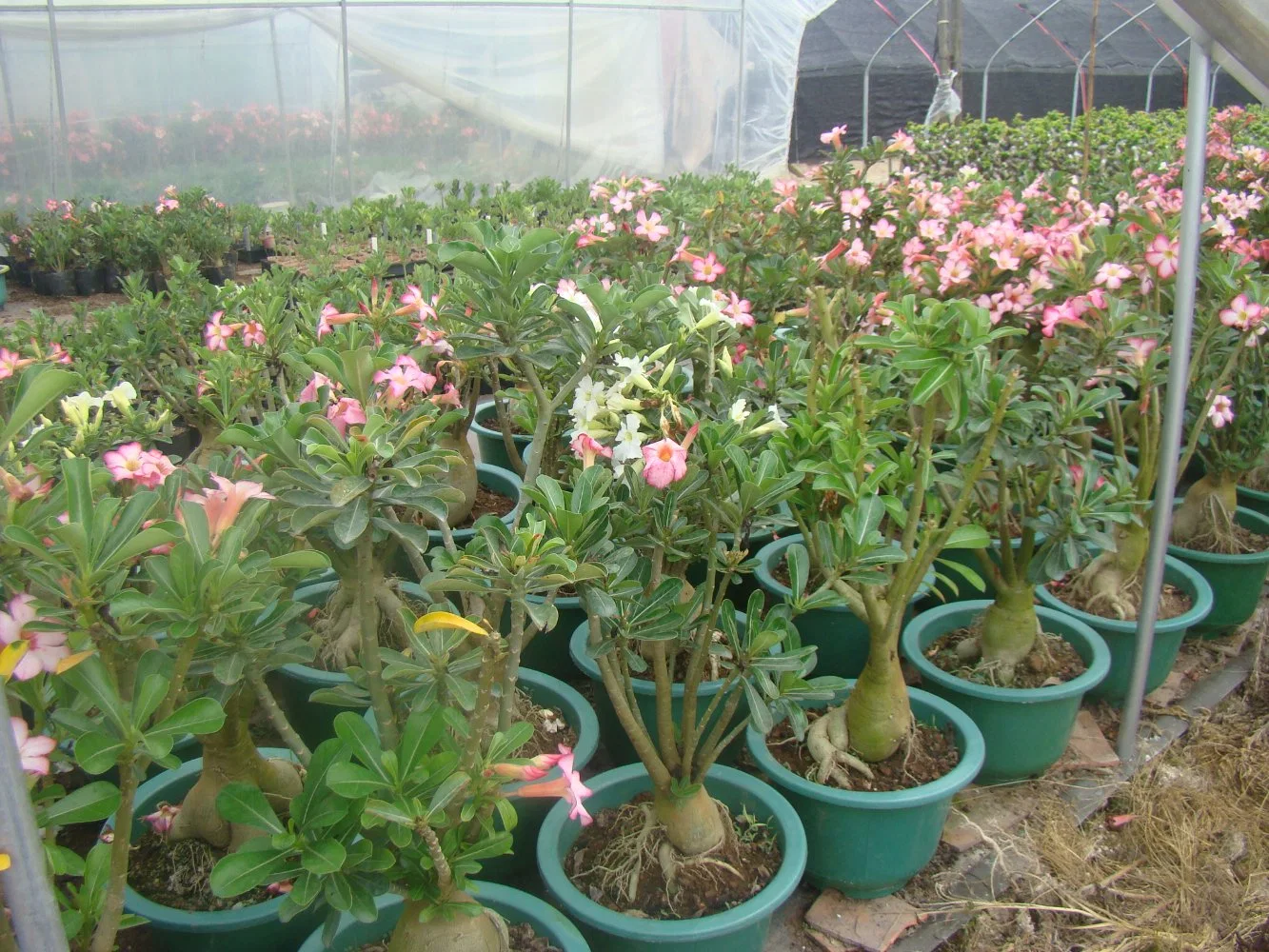 Desert Rose Plants Adenium Obesium 1/2/3 Years Old Seedlings