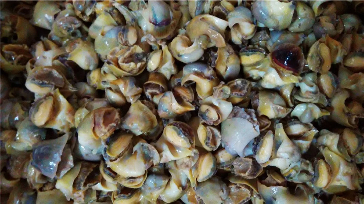 China Boiled Top Shell Meat, Conch Meat, Whelk Meat