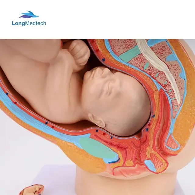 4 partes de la vida humana de tamaño de 9 meses de embarazo el feto femenino modelo anatómico para el Doctor de la enseñanza de la utilería modelo sagital de la pelvis femenina