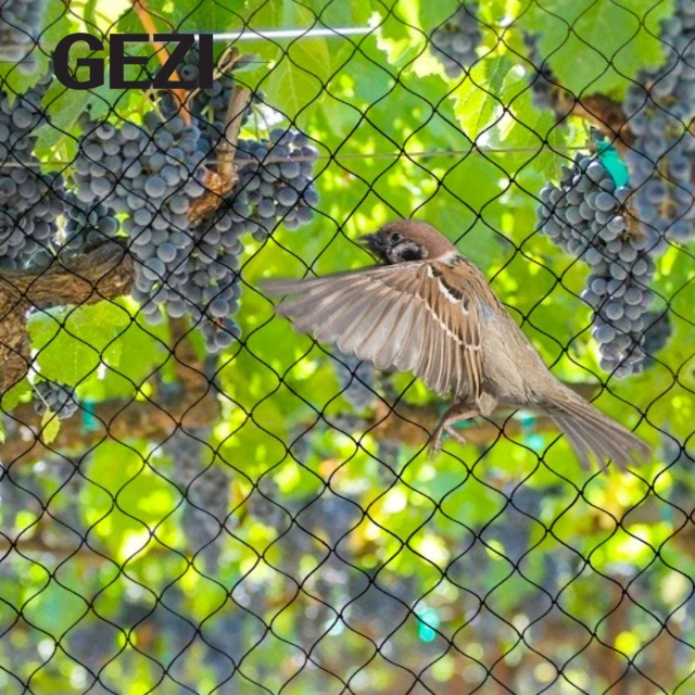 Gezi Manufacturing Professional production sur mesure de filet anti-oiseau vert à Protéger les plantes