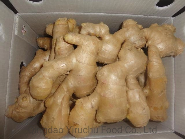 China Dry Ginger Chinesischer Ingwer Luftgetrockneter Ingwer Frischer Ingwer