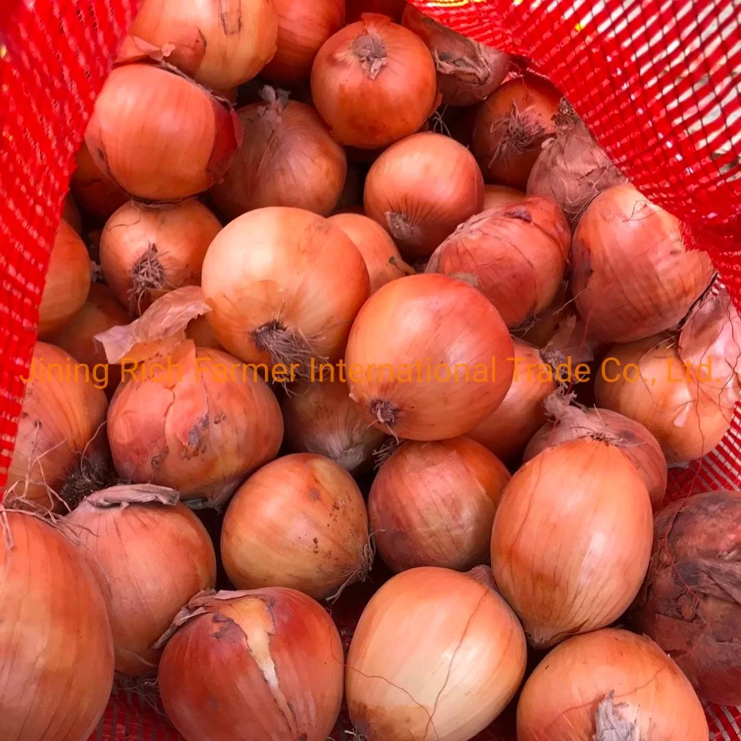 Cebolla amarilla fresca caliente Venta de Shallot Gansu Nuevo cultivo