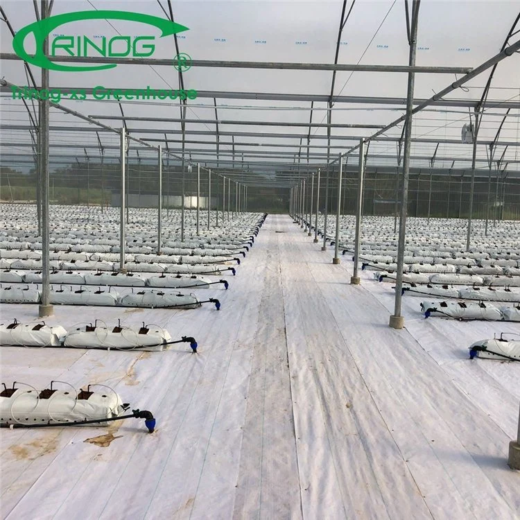 High quality/High cost performance  Multi-Span Galvanized Steel Structure Film Green House for Flowers and Grass Planting