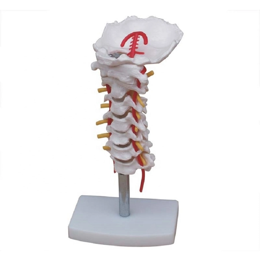 Consta de 3 Lumbar Vertebray 2 medialmente dividido Vertebra2parts