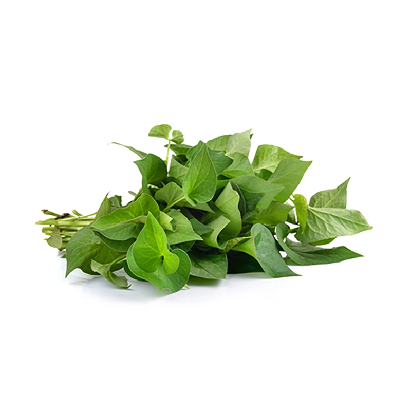 Hoja del corazón Extracto de Hituynia Herb para promover el estómago 1: 5 1: 10 1: 20 1: 50 utilizado en Alimentos nutricionales para la atención de la Salud