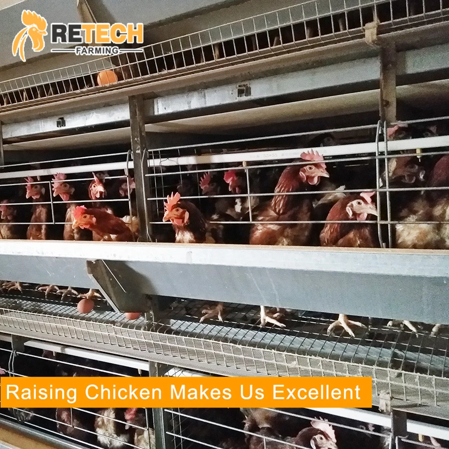 design laying hen battery H type chicken cages for sale