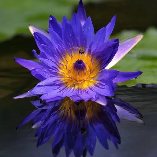 Secado de hierbas naturales de alta calidad Nenúfar té Flor de Loto azul