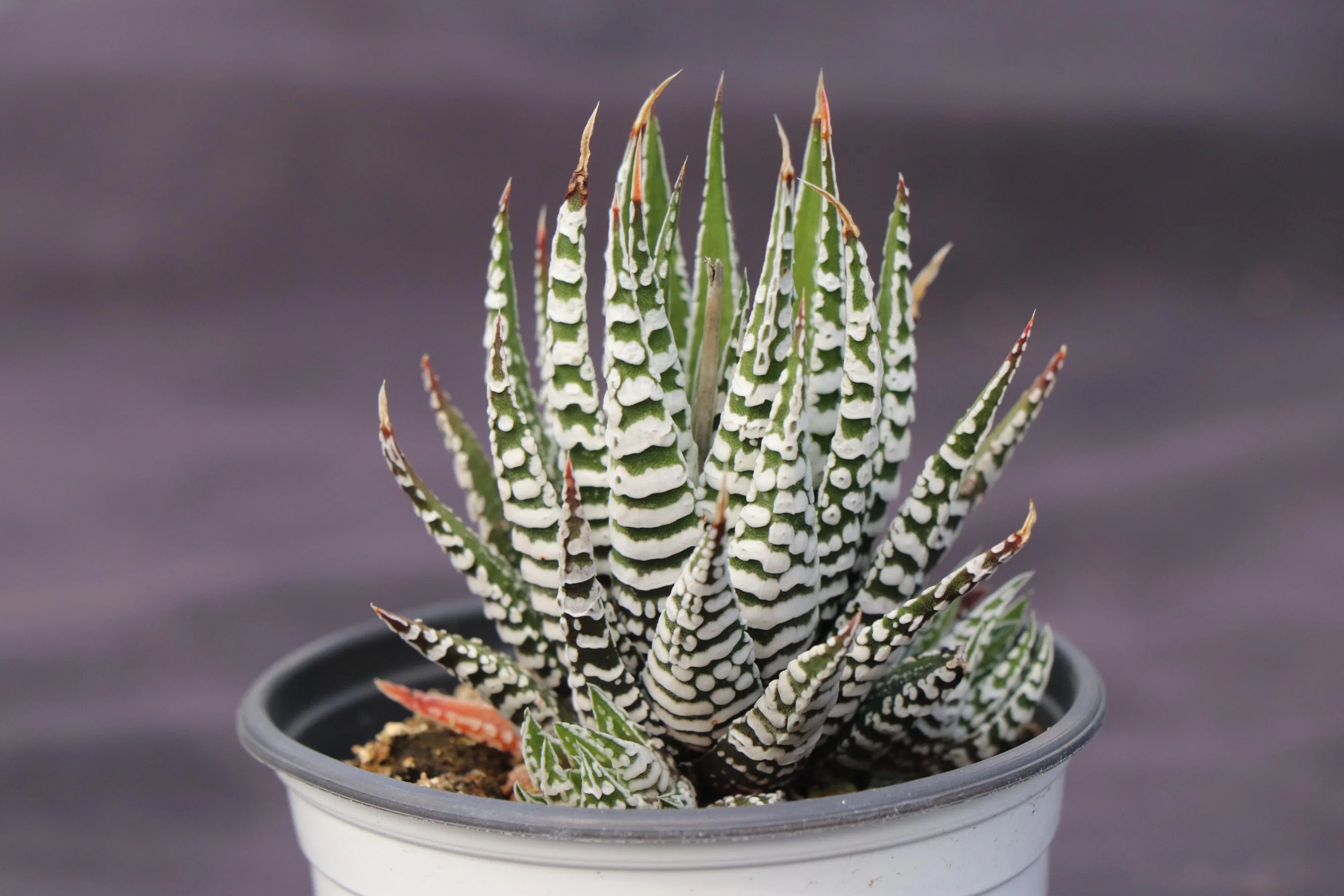 Aloe Zebrina Baker Popular Wholesale/Supplier Variegated Natural Live Plants Succulents