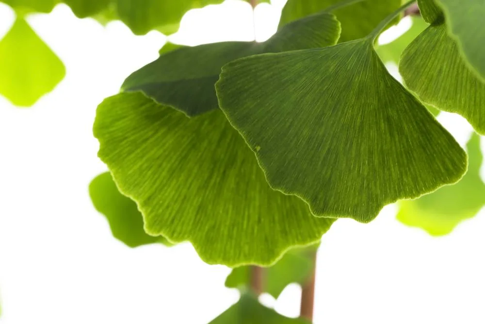 World Well-Being Biotech ISO&FDA Certified 24% Ginkgo Flavonoides 6% Ginkgolide Ginkgo Biloba Extract