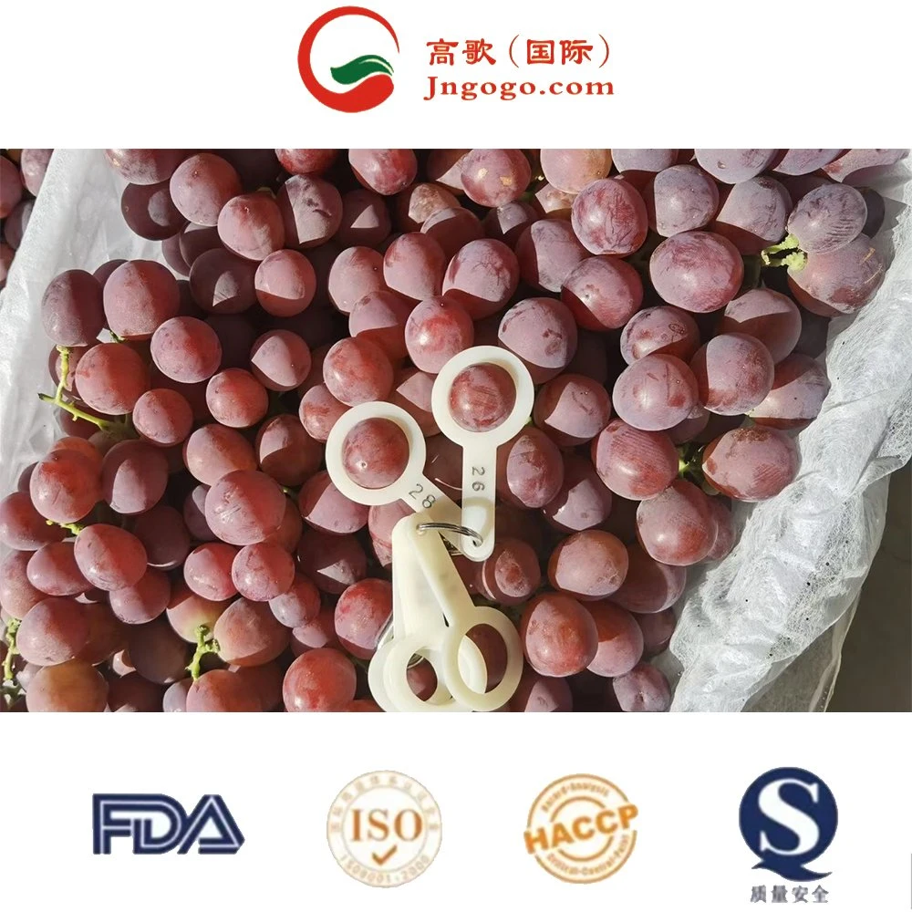 Hot Selling Lowest Price China Fresh Fruit Vitamin Rich Red Globe Grape