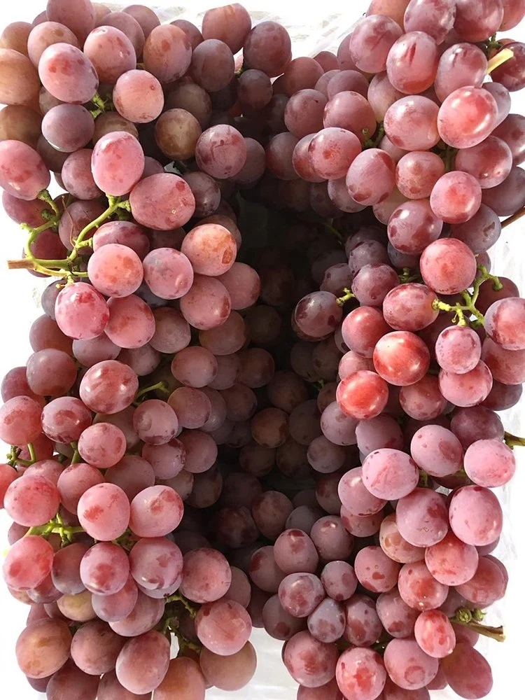 Fresh Sweet Juicy Red Global Grape