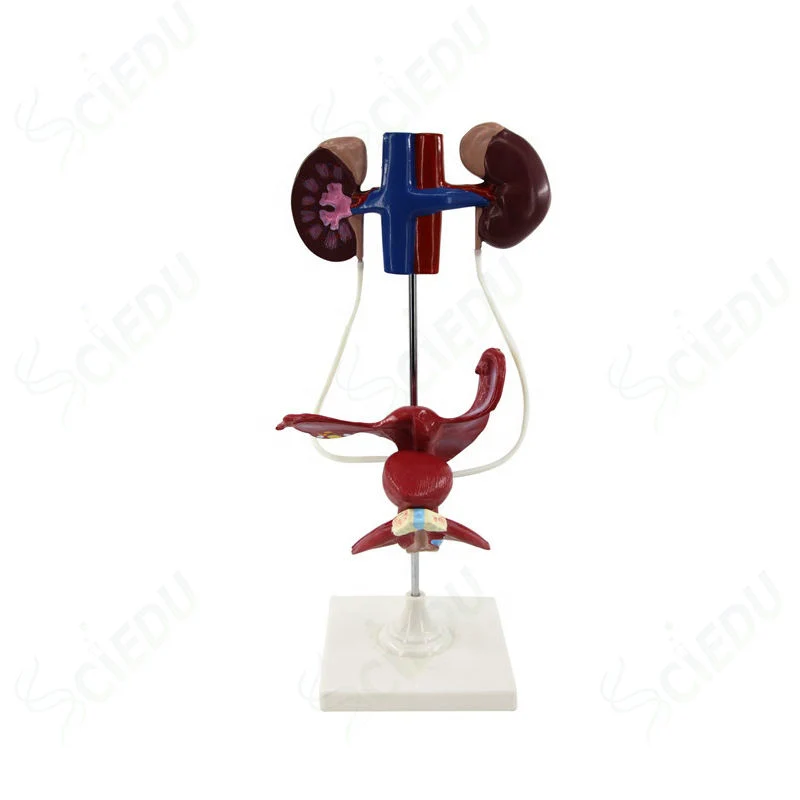 Super Economy Laboratory Female Urinary System Teaching Model of PVC