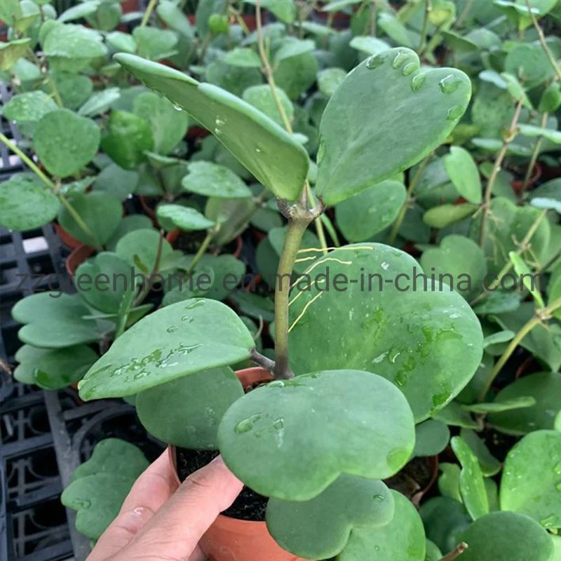 Hoya Carnosa Green Herb Real Plant Indoor and Outdoor Plant