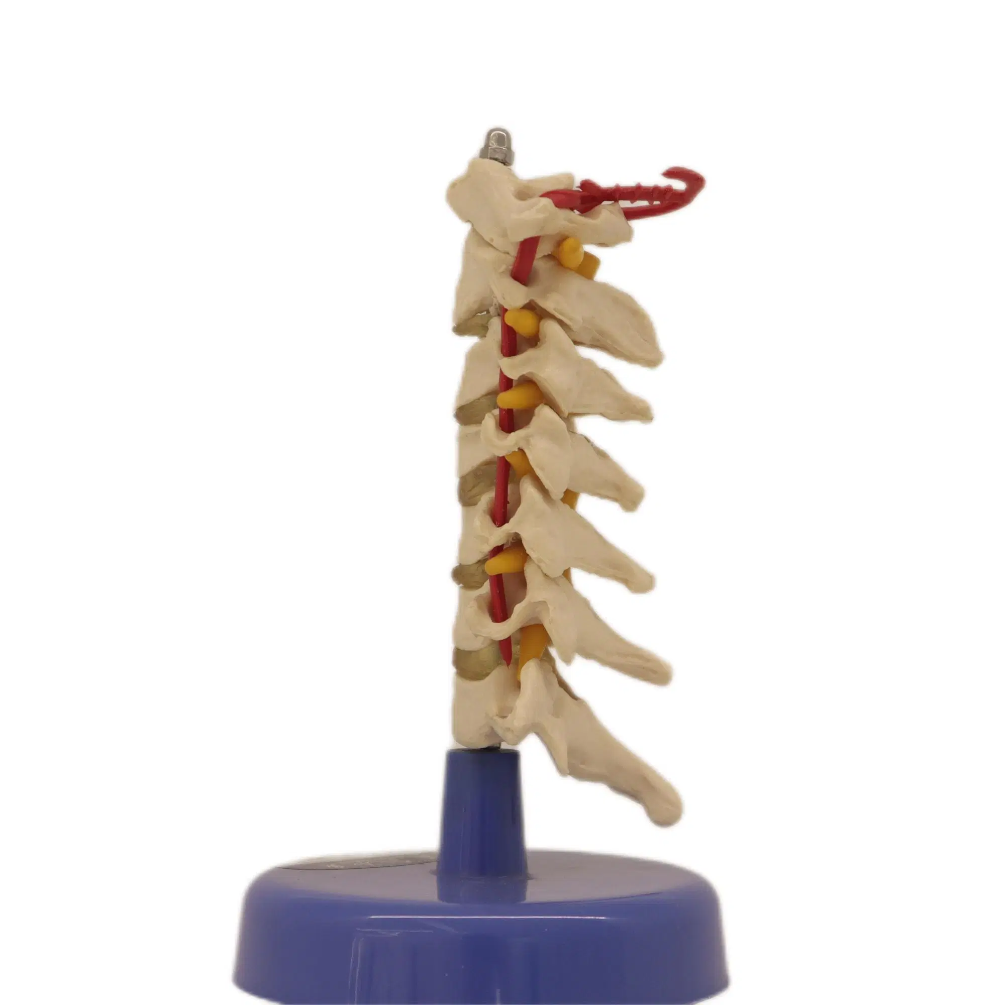 Labor Biologische Lernmodelle Zervixvertebra Skeleton Modell von PVC