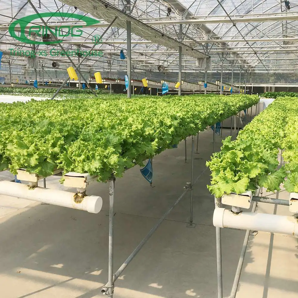 Wholesale/Supplier Cheap Best Multi-span Agricultural Cultivation Hydroponics System Greenhouse Film Cover