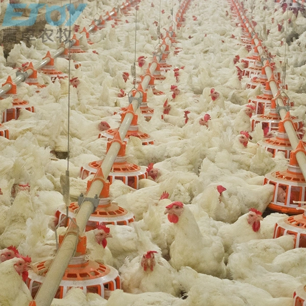 Equipo automático de la granja avícola ganadero de la línea del sistema alimentador de Pan para el gallinero