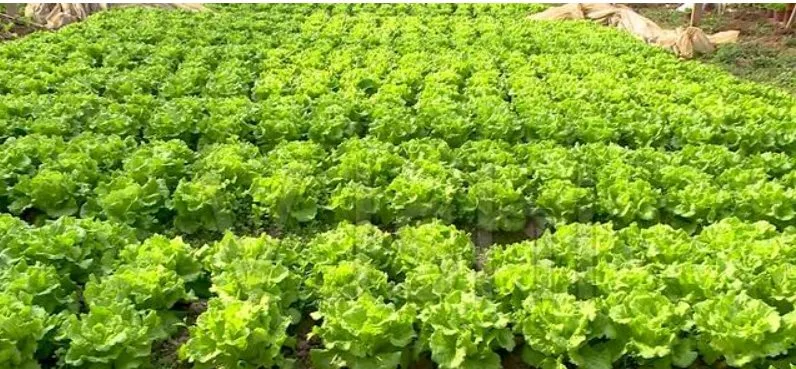 Amino Acid Fertilizer, Lettuce Fertilizer, Strawberry Fertilizer