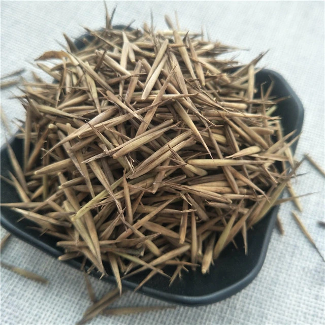 high germiration Phyllostachys pubescens seeds moso bamboo seeds