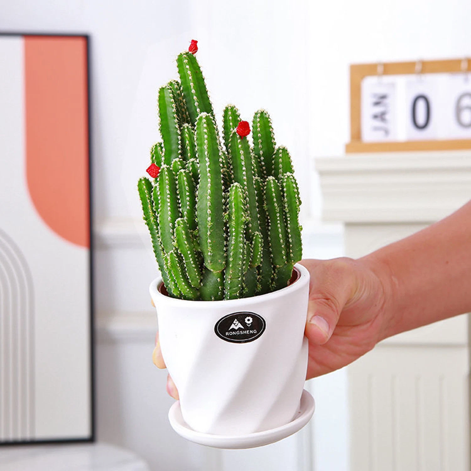 Grafted Cactus Euphorbia Tirucalli Succulent Live Plant for Home Decoration Gift Wholesale/Supplier