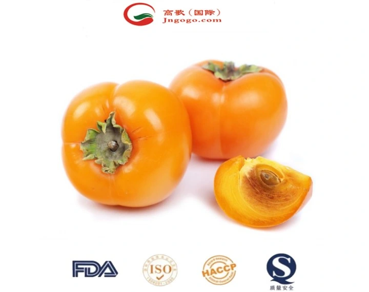 High quality/High cost performance Fresh Crispy Persimmon Professional Supplier From China