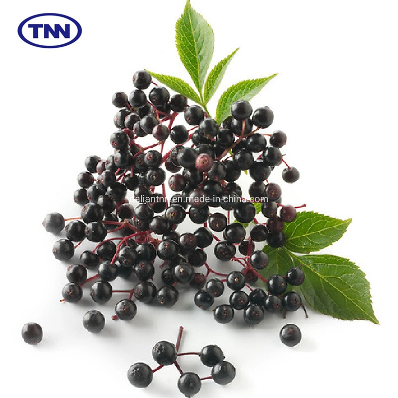 Extrato de Antocianidina Bilberry pó extracto de fruta de amora preta elderberry em pó elderberry