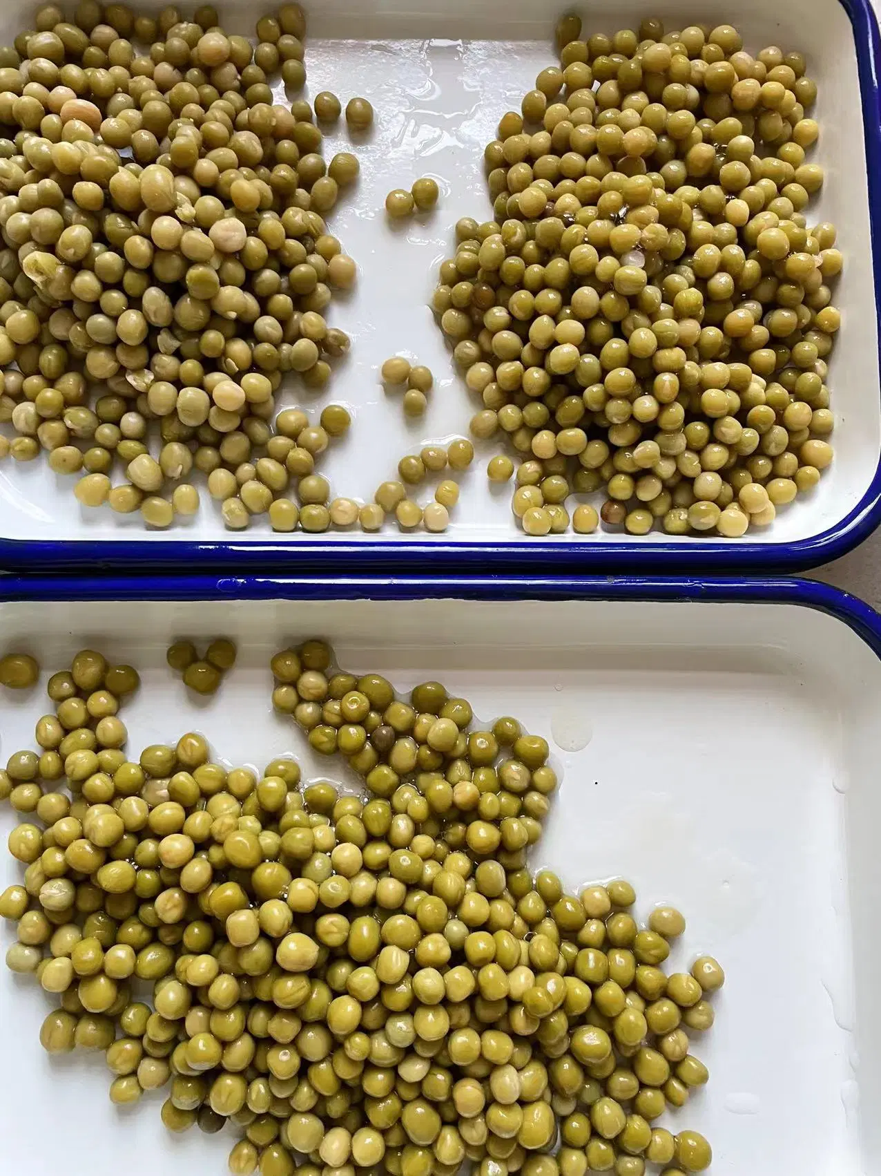 Conservas conservas en latas de guisantes verdes