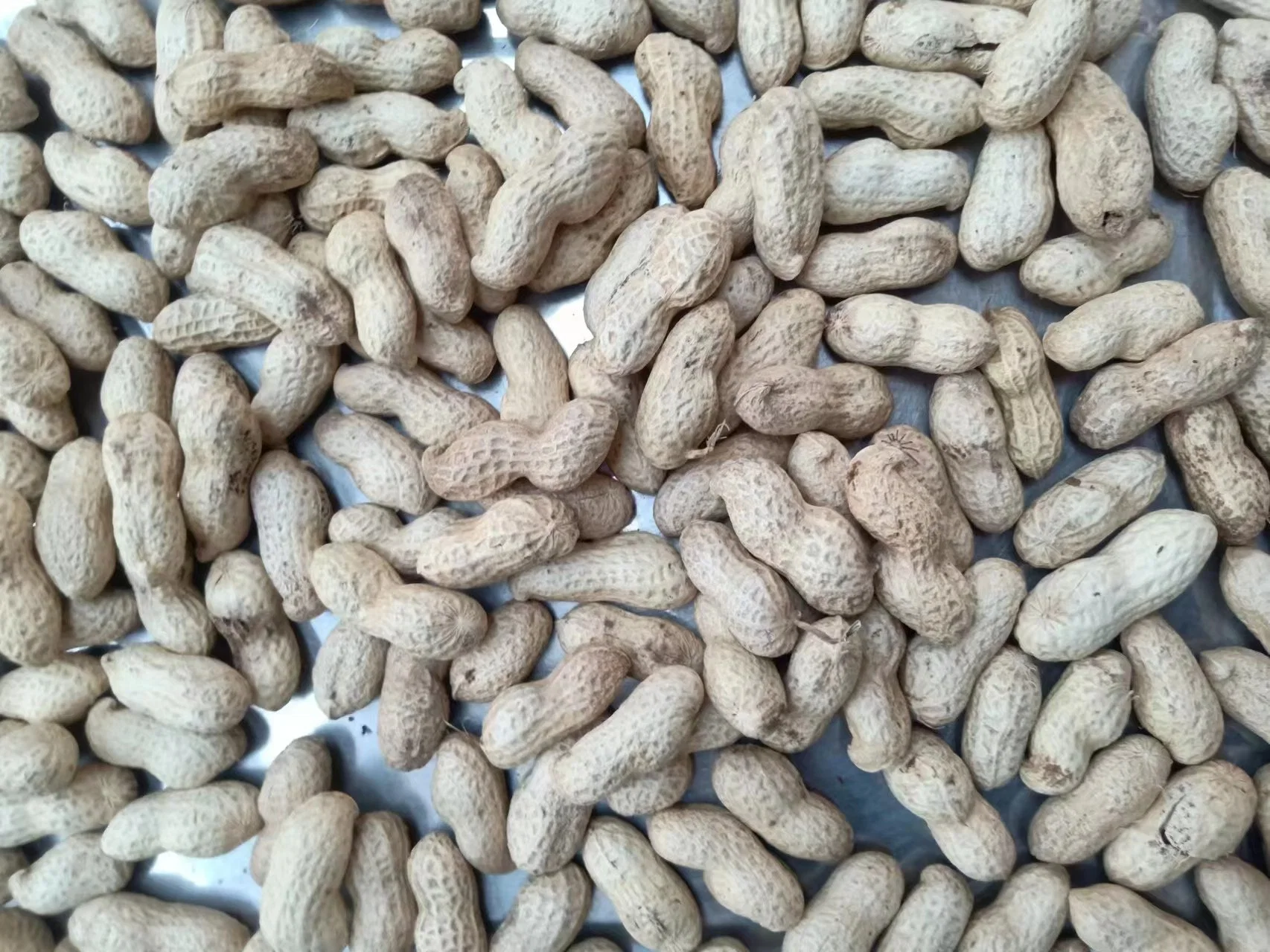 Top Quality Health Food Raw Groundnut in Shell