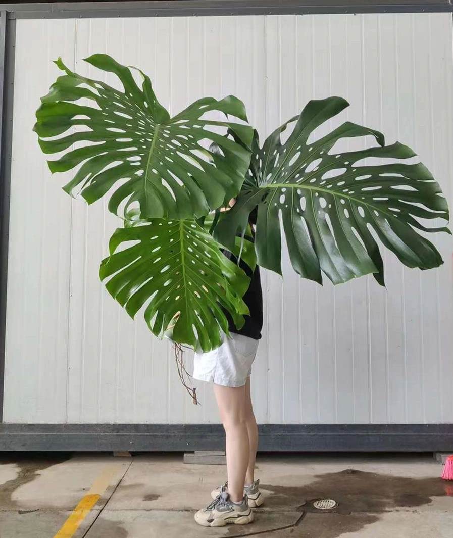 Vente à l'hôtel plantes réelles Monstera deliciosa Bonsai