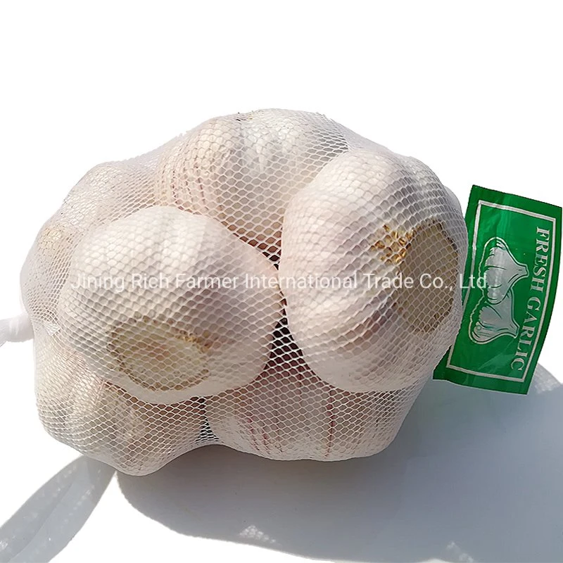 Pequeño embalaje 3PC 5pcs 500g 1kg China Ajo fresco