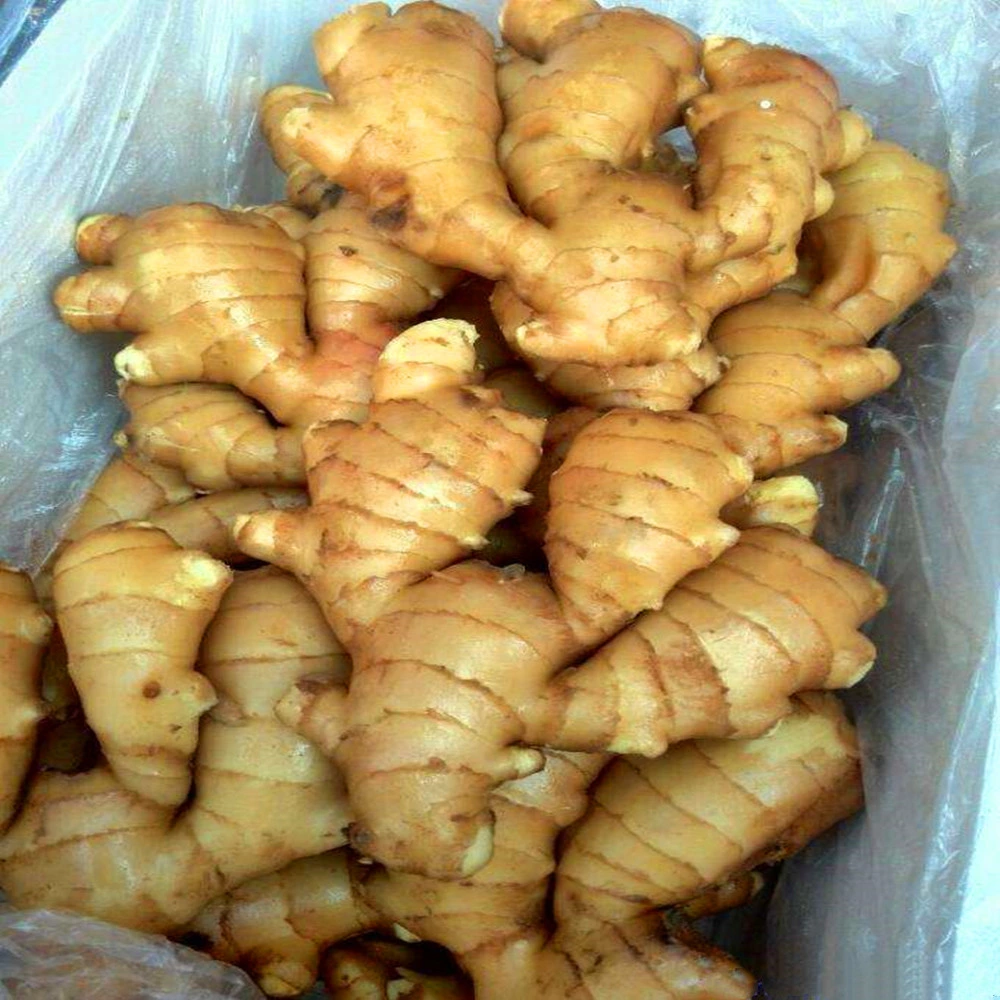 New Crop Organic Air Dry Ginger / Fresh Young Ginger for Export