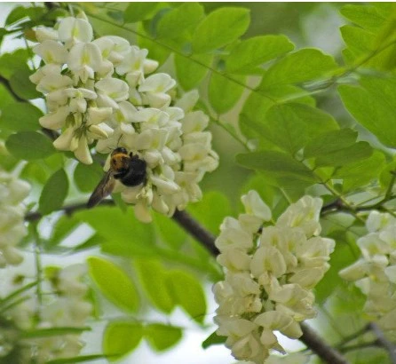 Sophora Japonica Extrakt günstiger Preis 95% NF11 Rutin 153-18-4