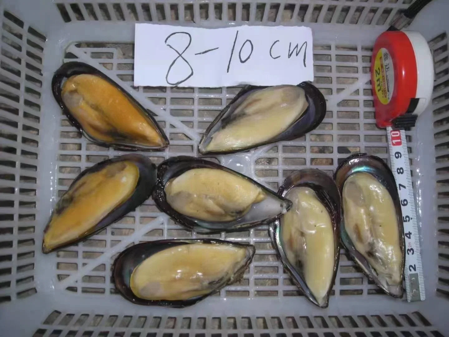 Frozen Half Shell Mussel/Mussel Meat/Shellfish/Seafood