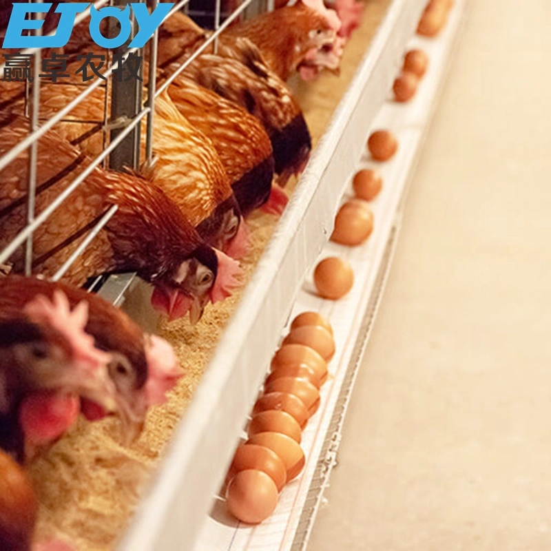 Ferme de volaille conception de maison de couche durable cage oeufs ponte des taux Pour les poulets