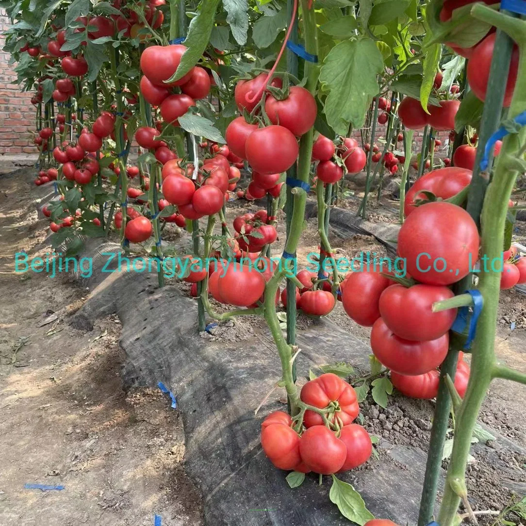 Indeterminado Alta Quanlity Solanum Lycopersicum semillas de verduras híbridas