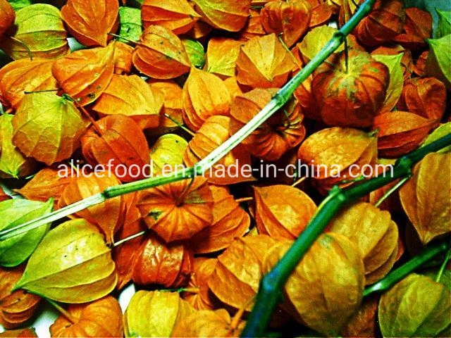 Wholesale/Supplier Organic Physalis Price Dried Style Shelf Physalis Preserved Physalis