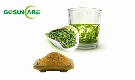 Thé de qualité alimentaire naturelle polyphénols UV extrait de thé vert EGCG Plante à base de plantes