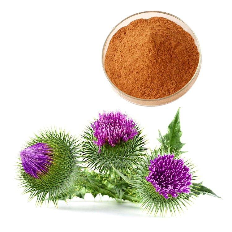 Liver Protection Free Sample Organic 80% Silymarin Milk Thistle Extract