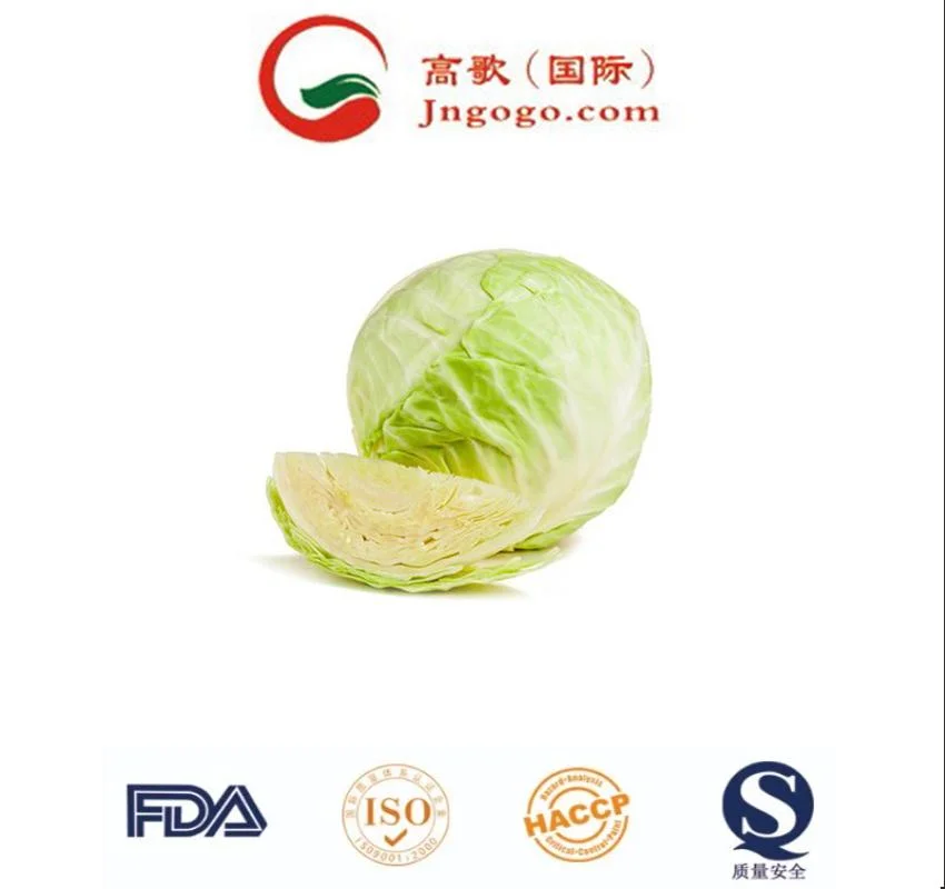 Fábrica China suministro de verduras frescas Cabbage redondo fresco Cabbage chino Precio de venta