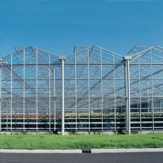 China Supply Large Size Agriculture Venlo Glass Greenhouse for Tomato/Cucumber/Capsicum